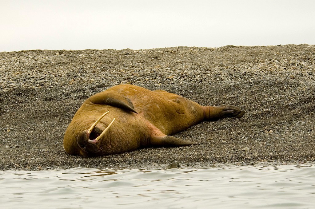 2507 Hvalros28.jpg - Walrus (Odobenus rosmarus) Hvalros, Spitsbergen Norway July 2008